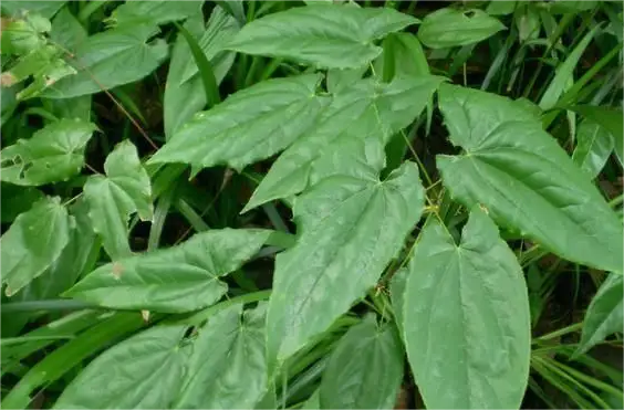 植物提取物的分類和應(yīng)用